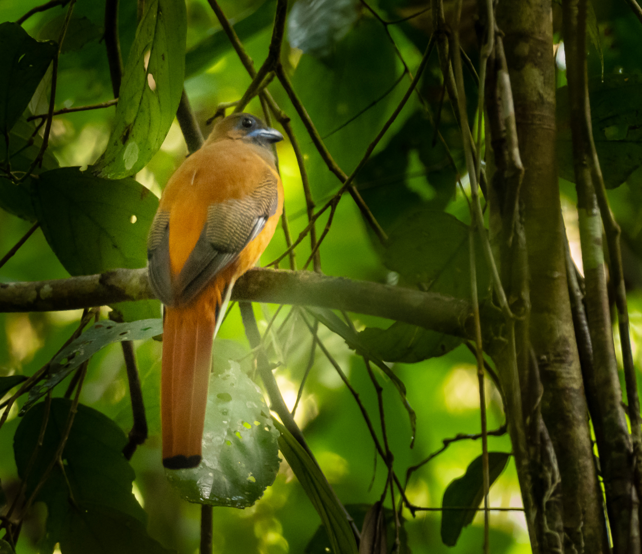 Scarlet rumped Trogon female